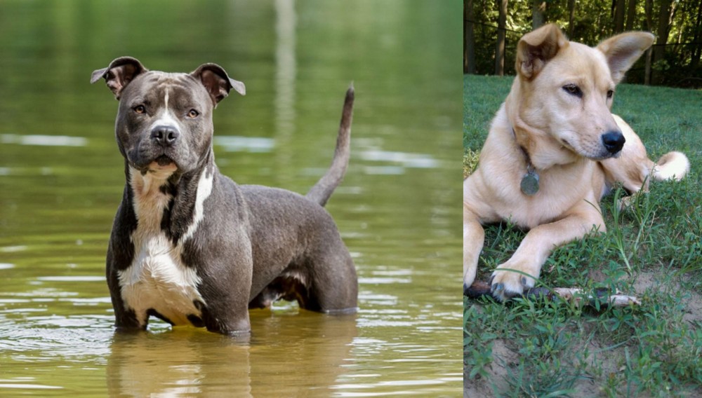 Carolina Dog vs American Staffordshire Terrier - Breed Comparison
