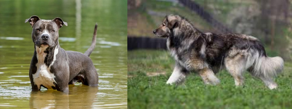 Carpatin vs American Staffordshire Terrier - Breed Comparison