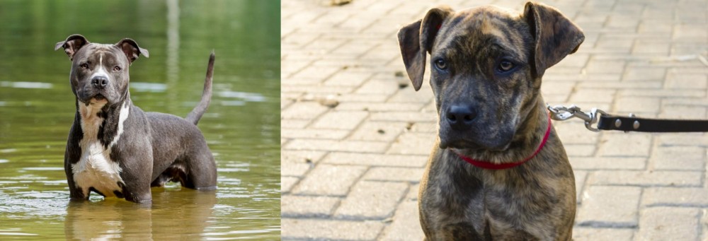 Catahoula Bulldog vs American Staffordshire Terrier - Breed Comparison