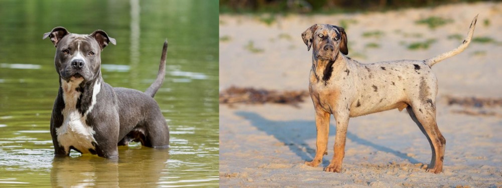 Catahoula Cur vs American Staffordshire Terrier - Breed Comparison
