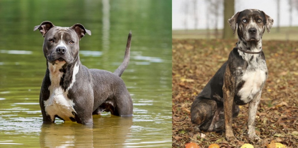 Catahoula Leopard vs American Staffordshire Terrier - Breed Comparison