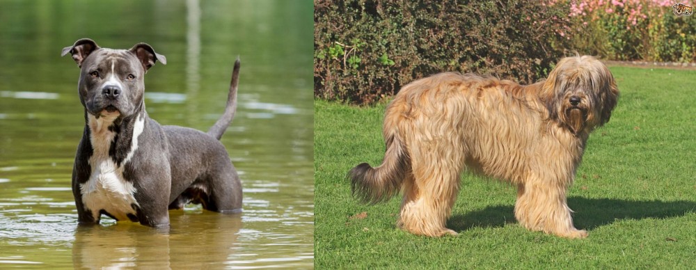 Catalan Sheepdog vs American Staffordshire Terrier - Breed Comparison