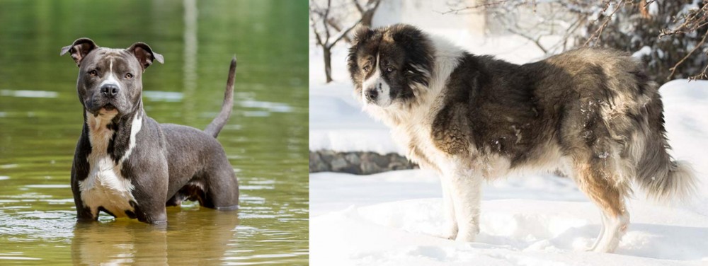 Caucasian Shepherd vs American Staffordshire Terrier - Breed Comparison