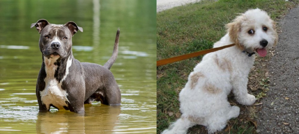 Cavachon vs American Staffordshire Terrier - Breed Comparison