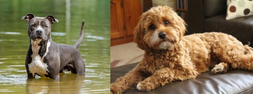 Cavapoo vs American Staffordshire Terrier - Breed Comparison