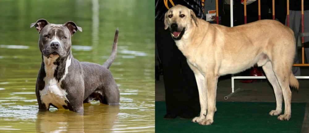 Central Anatolian Shepherd vs American Staffordshire Terrier - Breed Comparison