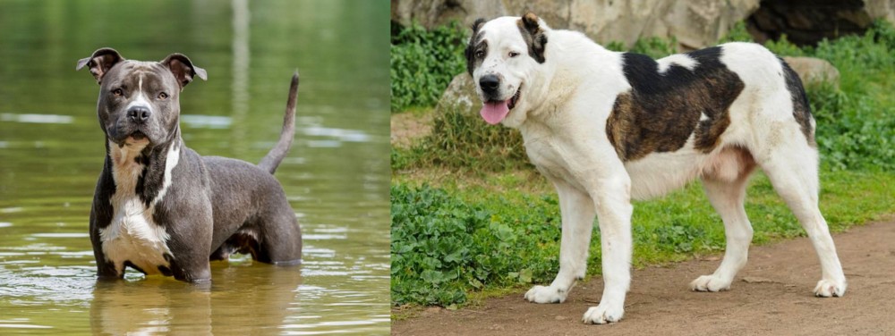 Central Asian Shepherd vs American Staffordshire Terrier - Breed Comparison