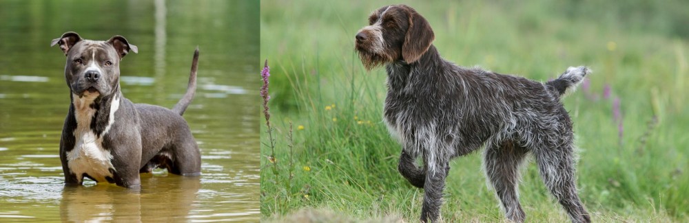 Cesky Fousek vs American Staffordshire Terrier - Breed Comparison
