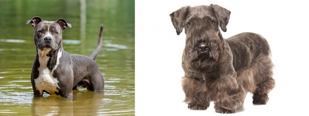 Cesky Terrier vs American Staffordshire Terrier - Breed Comparison