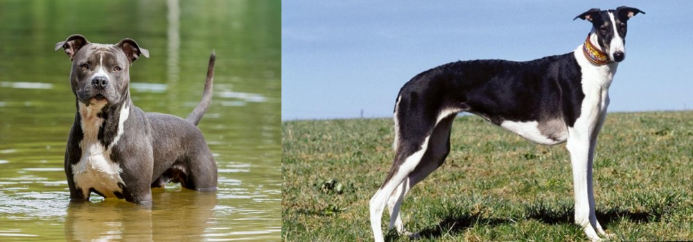 Chart Polski vs American Staffordshire Terrier - Breed Comparison
