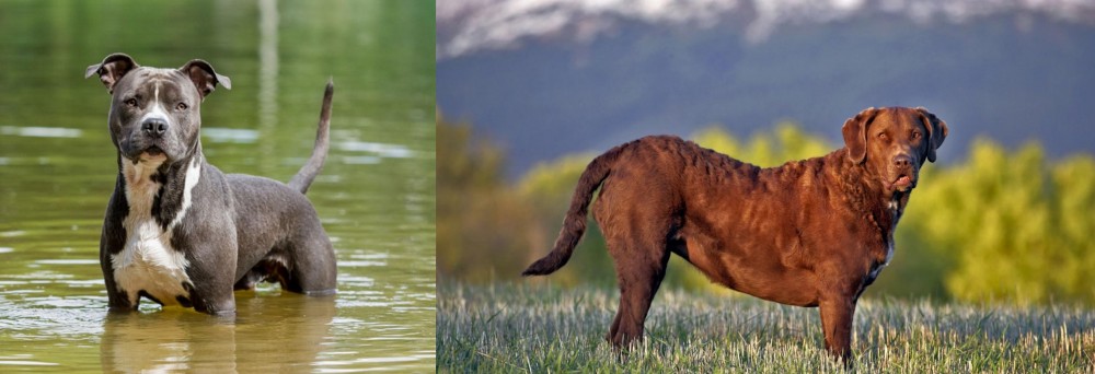 Chesapeake Bay Retriever vs American Staffordshire Terrier - Breed Comparison