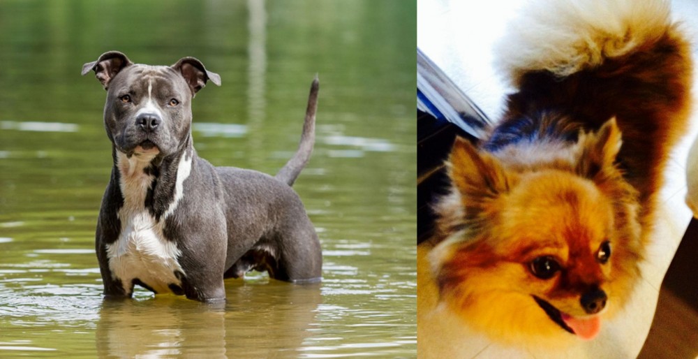 Chiapom vs American Staffordshire Terrier - Breed Comparison