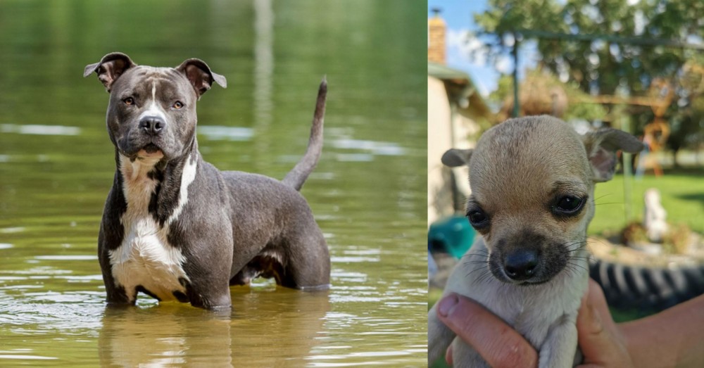 Chihuahua vs American Staffordshire Terrier - Breed Comparison