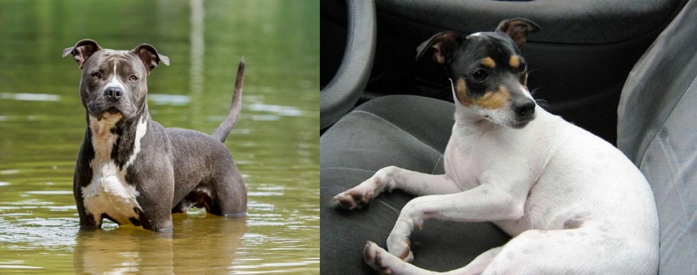 Chilean Fox Terrier vs American Staffordshire Terrier - Breed Comparison