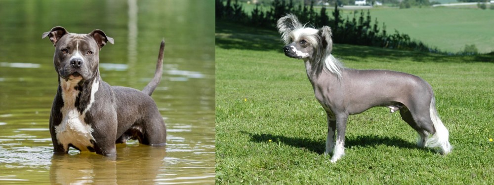 Chinese Crested Dog vs American Staffordshire Terrier - Breed Comparison