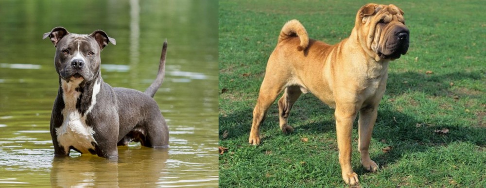 Chinese Shar Pei vs American Staffordshire Terrier - Breed Comparison