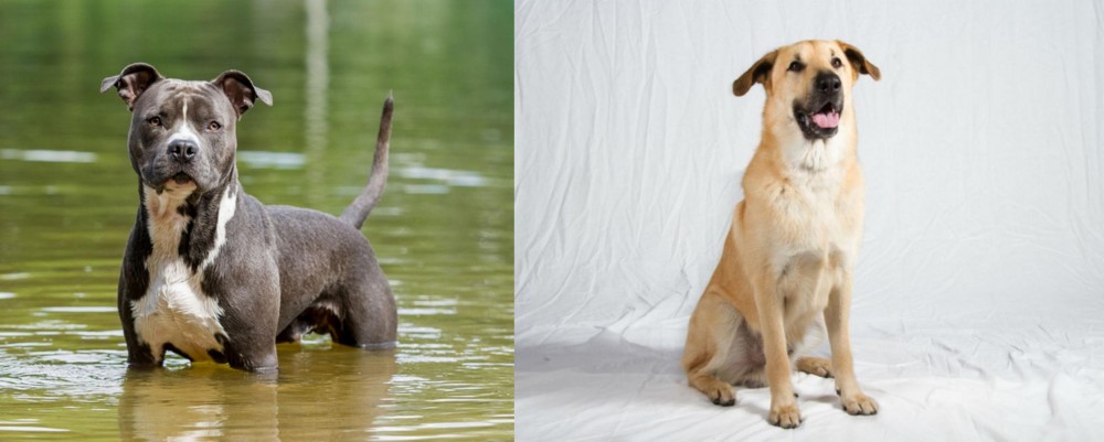 Chinook vs American Staffordshire Terrier - Breed Comparison