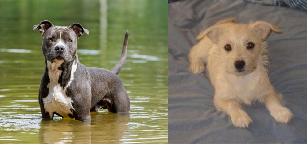 Chipoo vs American Staffordshire Terrier - Breed Comparison