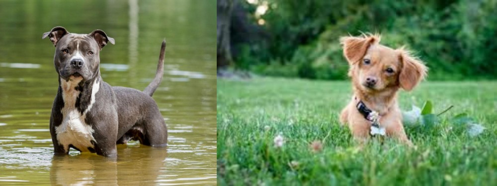 Chiweenie vs American Staffordshire Terrier - Breed Comparison