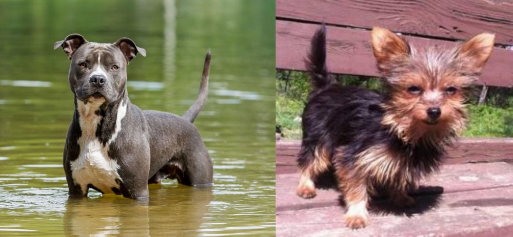 Chorkie vs American Staffordshire Terrier - Breed Comparison