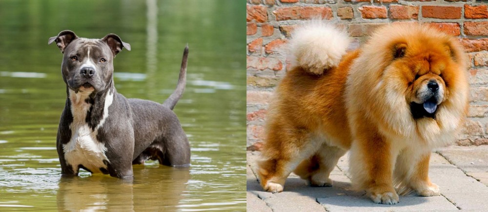 Chow Chow vs American Staffordshire Terrier - Breed Comparison