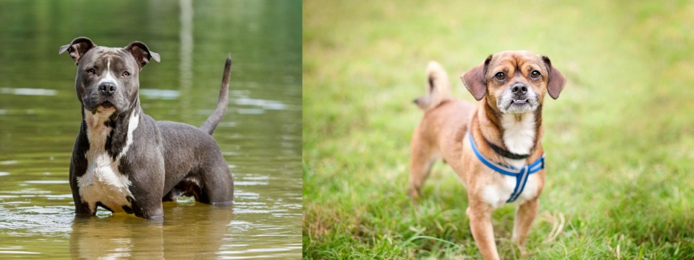 Chug vs American Staffordshire Terrier - Breed Comparison