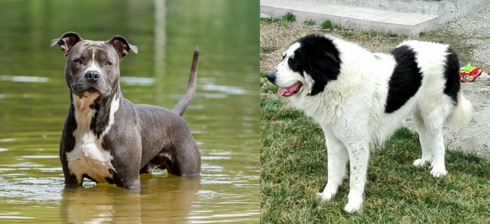 Ciobanesc de Bucovina vs American Staffordshire Terrier - Breed Comparison