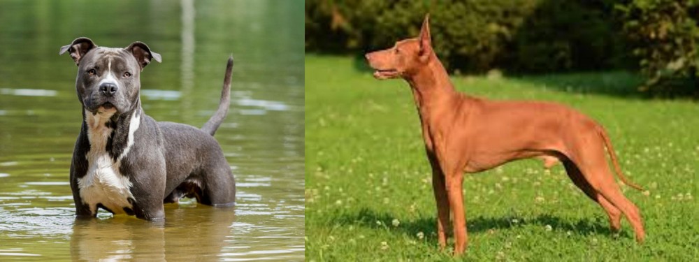 Cirneco dell'Etna vs American Staffordshire Terrier - Breed Comparison
