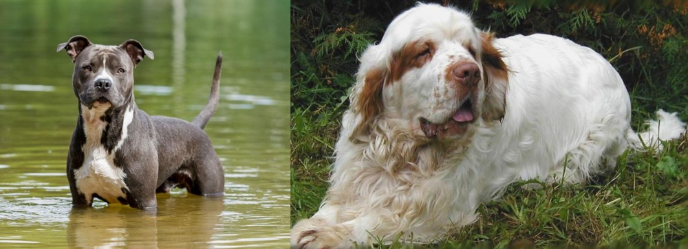Clumber Spaniel vs American Staffordshire Terrier - Breed Comparison