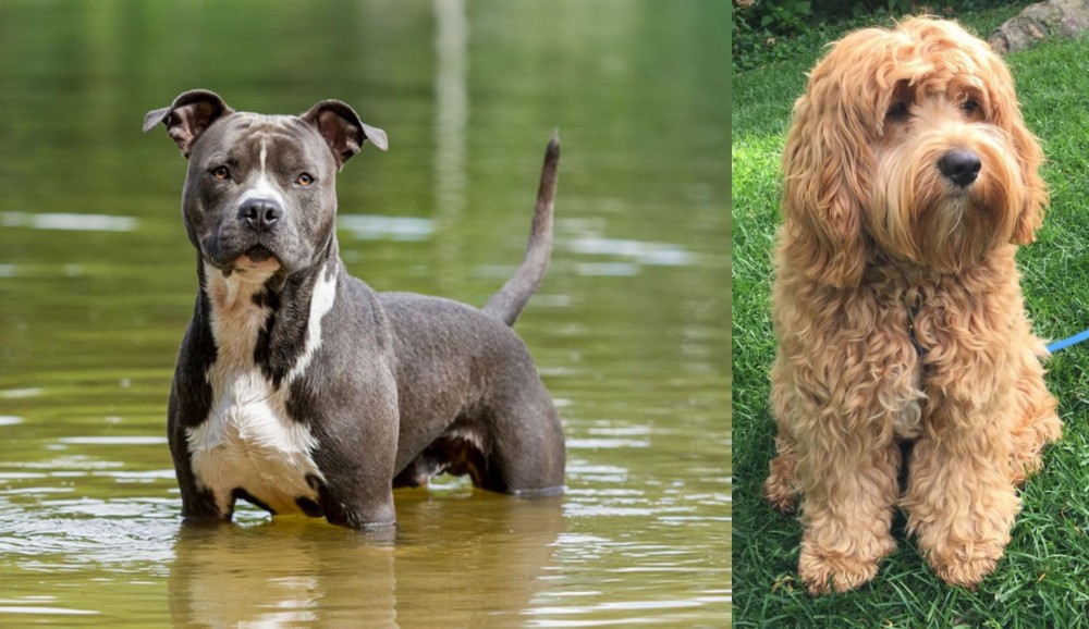 Cockapoo vs American Staffordshire Terrier - Breed Comparison
