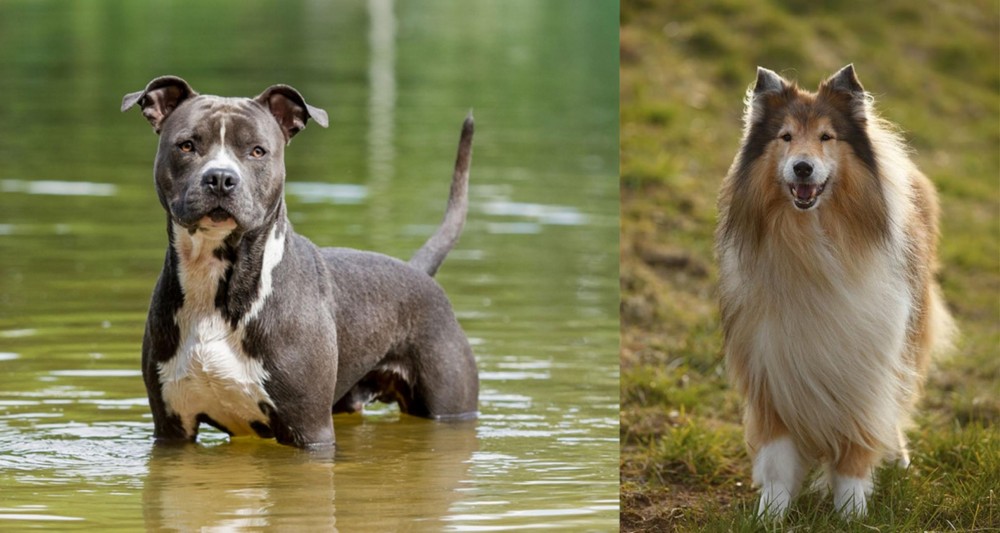 Collie vs American Staffordshire Terrier - Breed Comparison