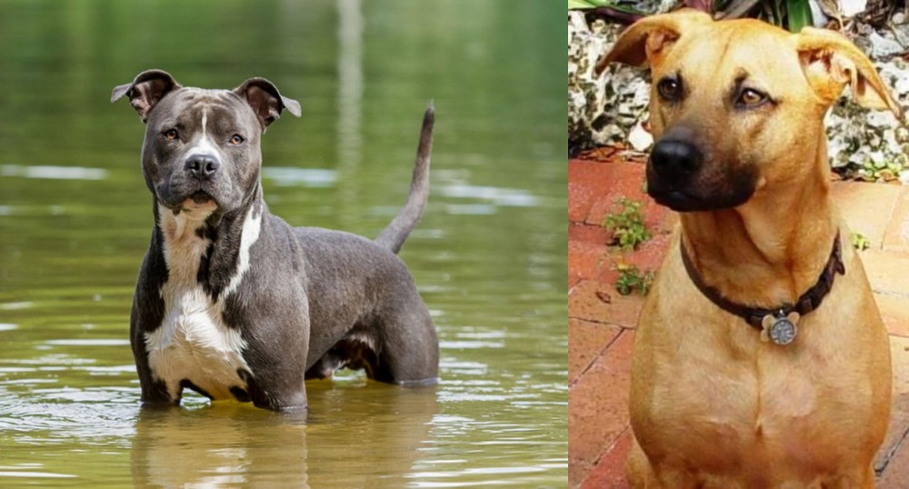 Combai vs American Staffordshire Terrier - Breed Comparison