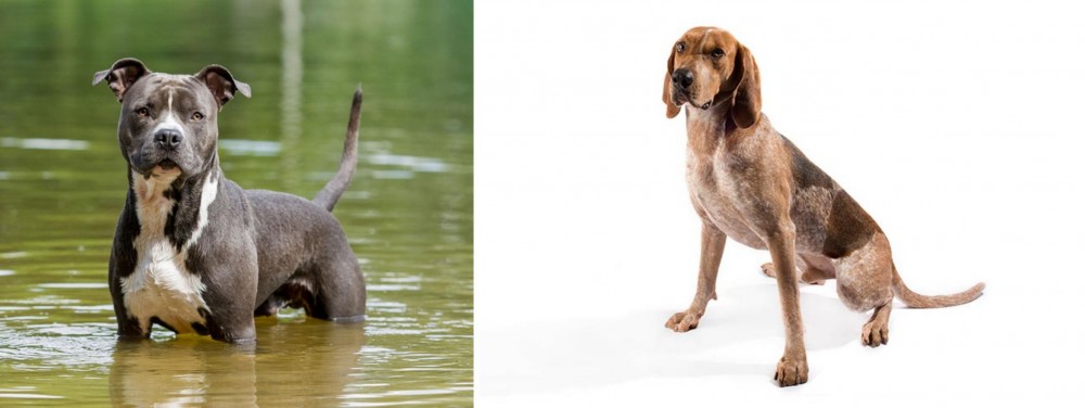 Coonhound vs American Staffordshire Terrier - Breed Comparison