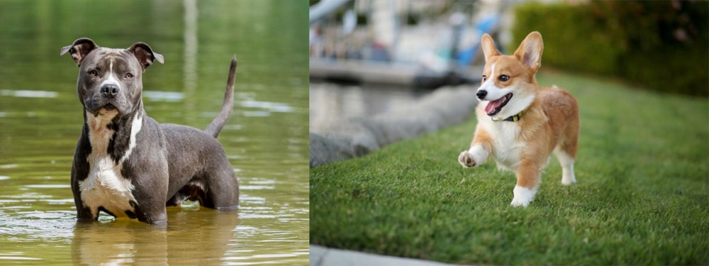 Corgi vs American Staffordshire Terrier - Breed Comparison
