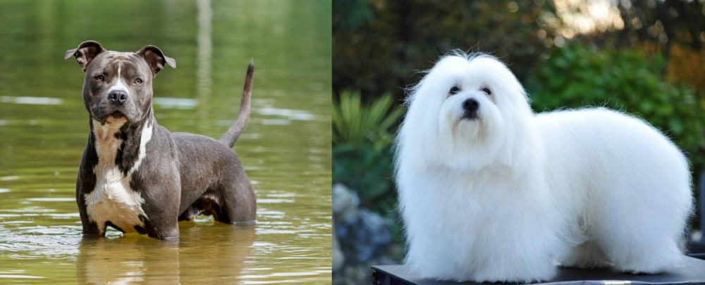 Coton De Tulear vs American Staffordshire Terrier - Breed Comparison