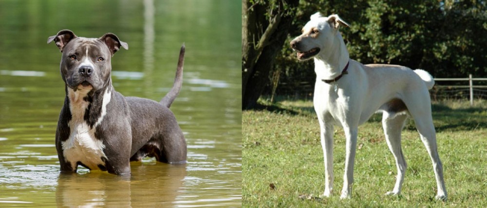 Cretan Hound vs American Staffordshire Terrier - Breed Comparison