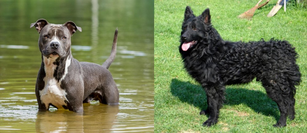 Croatian Sheepdog vs American Staffordshire Terrier - Breed Comparison
