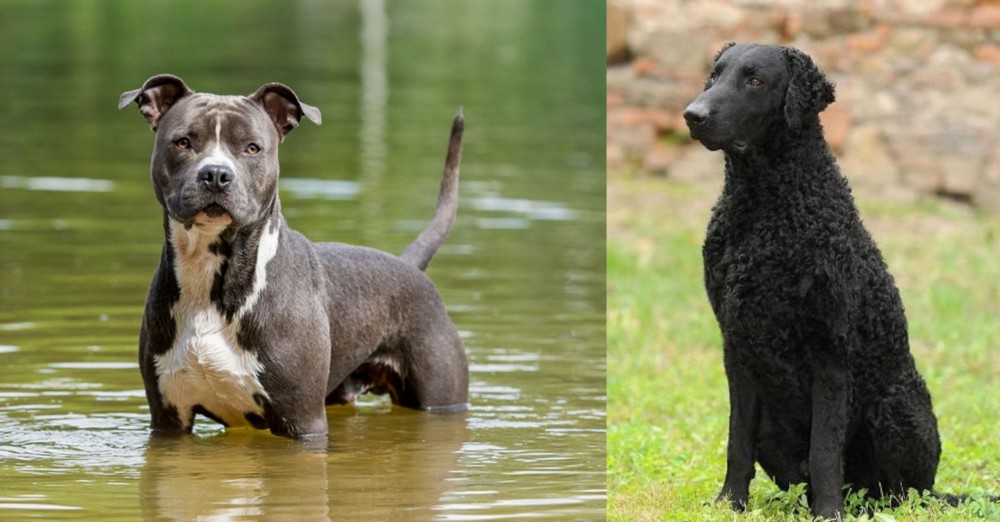 Curly Coated Retriever vs American Staffordshire Terrier - Breed Comparison
