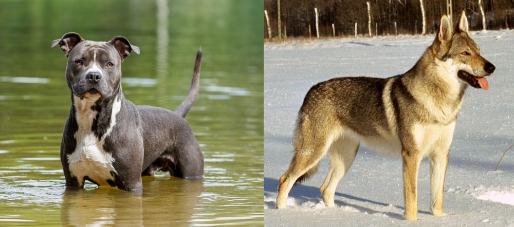 Czechoslovakian Wolfdog vs American Staffordshire Terrier - Breed Comparison