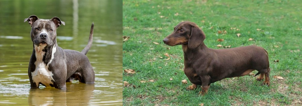 Dachshund vs American Staffordshire Terrier - Breed Comparison