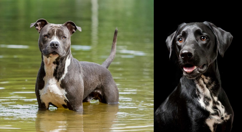Dalmador vs American Staffordshire Terrier - Breed Comparison