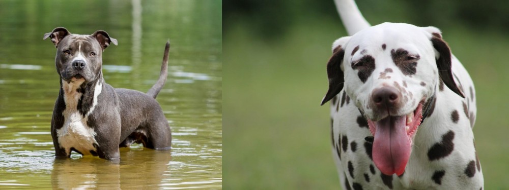 Dalmatian vs American Staffordshire Terrier - Breed Comparison