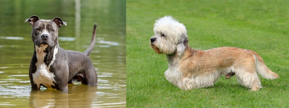 Dandie Dinmont Terrier vs American Staffordshire Terrier - Breed Comparison