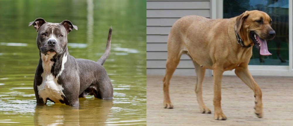 Danish Broholmer vs American Staffordshire Terrier - Breed Comparison