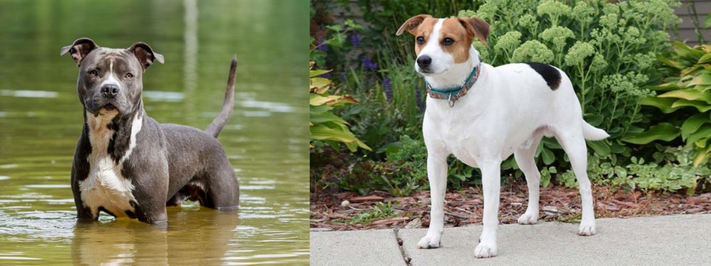 Danish Swedish Farmdog vs American Staffordshire Terrier - Breed Comparison