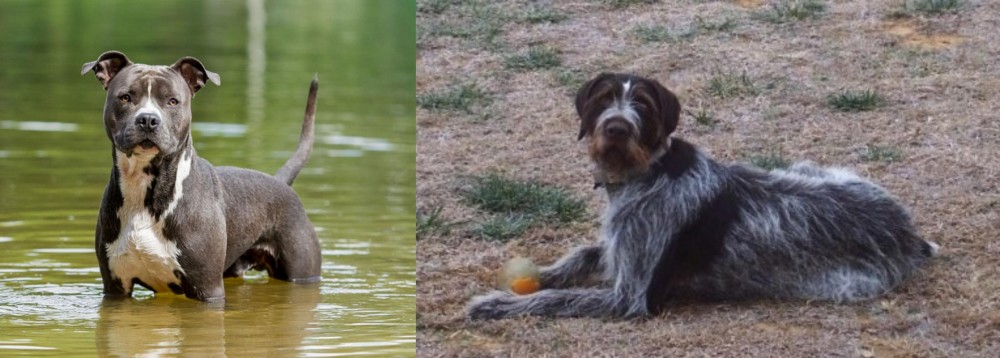 Deutsch Drahthaar vs American Staffordshire Terrier - Breed Comparison