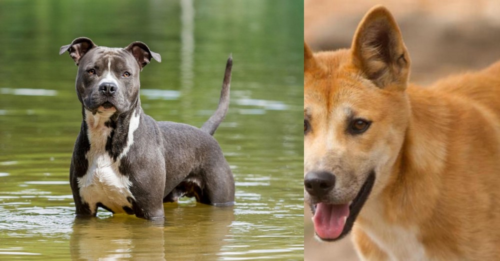 Dingo vs American Staffordshire Terrier - Breed Comparison