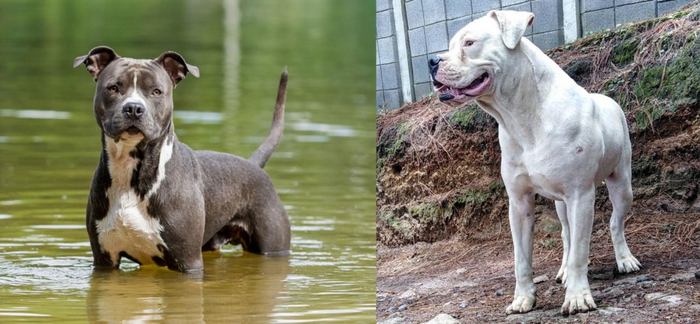 Dogo Guatemalteco vs American Staffordshire Terrier - Breed Comparison