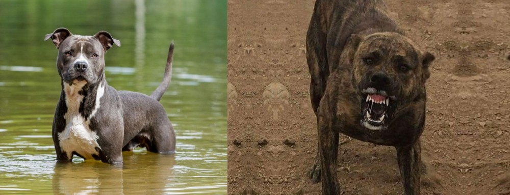 Dogo Sardesco vs American Staffordshire Terrier - Breed Comparison