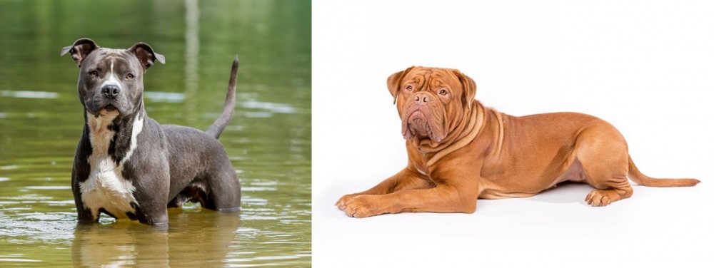 Dogue De Bordeaux vs American Staffordshire Terrier - Breed Comparison